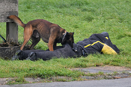 Un premier fuyard sort d'un des véhicules et est aussitôt poursuivi par un chien du GIGN< qui l'immobilise au sol