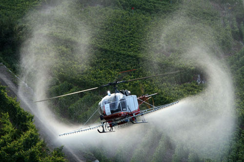 Sulfatage des vignes par hélicoptère