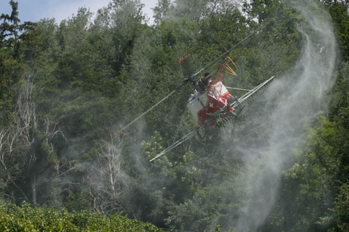 Sulfatage des vignes par hélicoptère