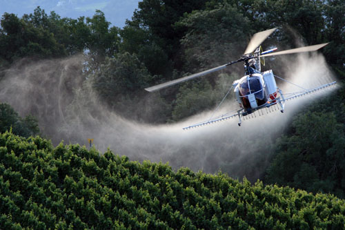 Sulfatage des vignes par hélicoptère