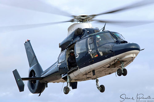 Hélicoptère AS365 N3 Dauphin ZJ785 de l'Army Air Corps